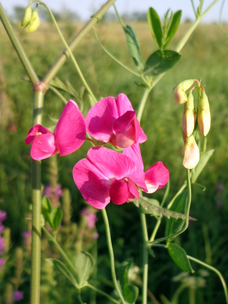 Image of Lathyrus tuberosus specimen.