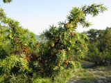 Juniperus deltoides. Ветвь с шишкоягодами в разных стадиях созревания. Краснодарский край, Новороссийский р-н, окр. пос. Абрау-Дюрсо, можжевеловое редколесье. 10.07.2013.