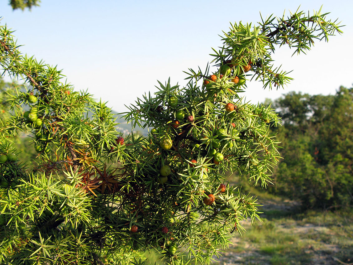 Image of Juniperus deltoides specimen.