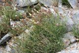 Silene guntensis