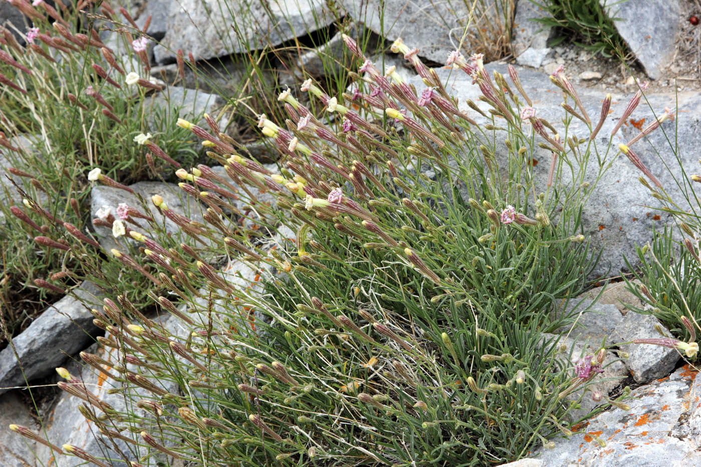 Image of Silene guntensis specimen.