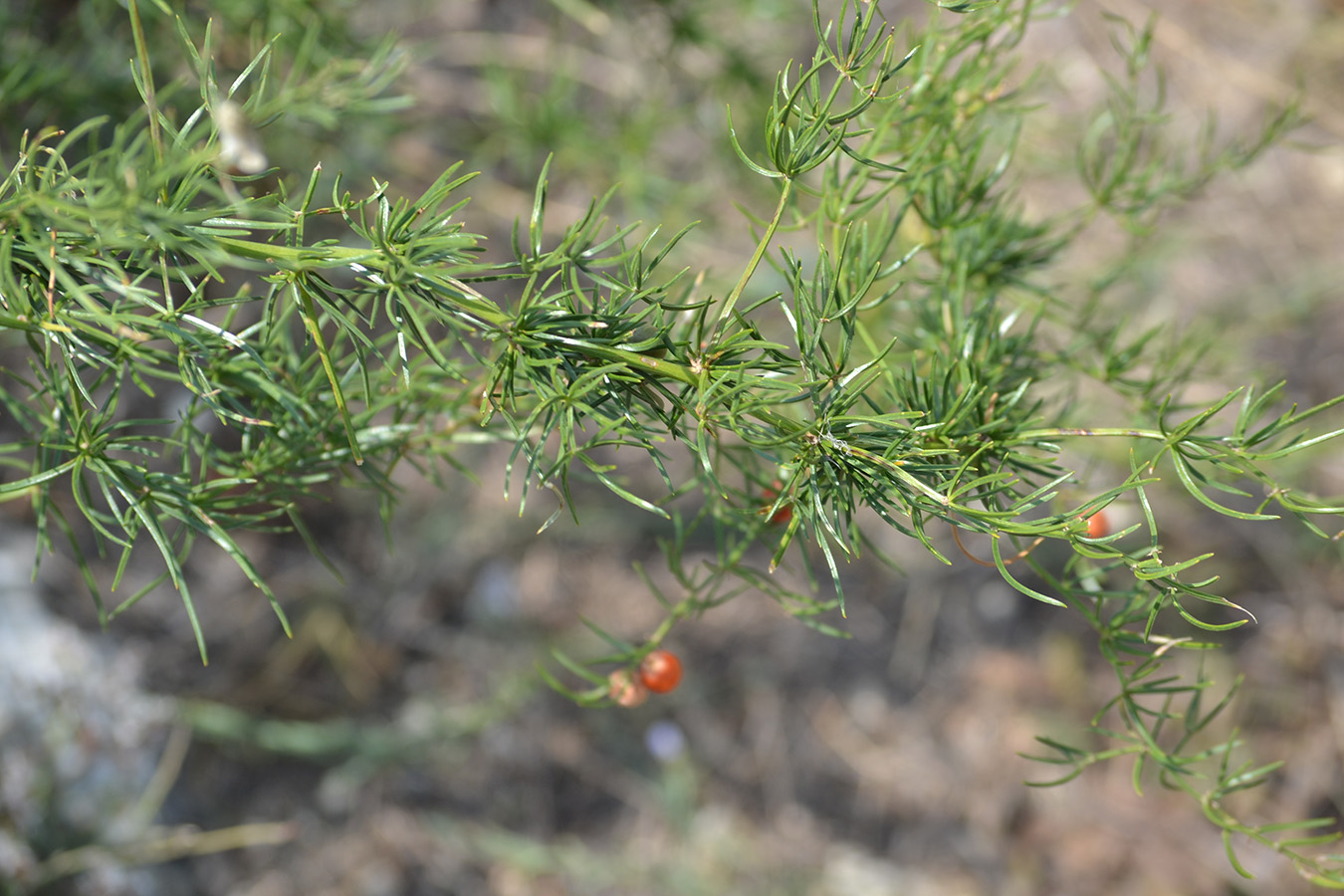 Изображение особи Asparagus verticillatus.