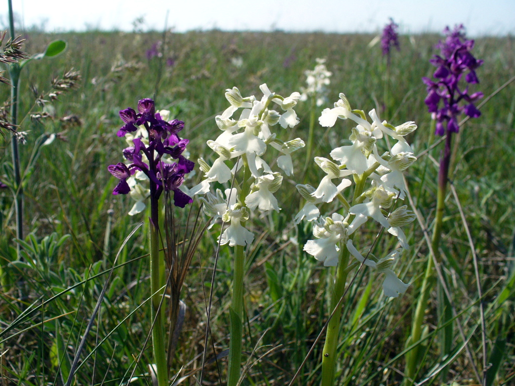 Изображение особи Anacamptis morio ssp. caucasica.