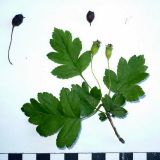 Crataegus microphylla
