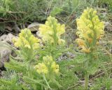 Pedicularis sibthorpii. Верхушки цветущих растений. Черноморское побережье Кавказа, Новороссийский р-н, Маркотхский хребет, Андреевский перевал, выс. 519 м н.у.м. 13 мая 2013 г.