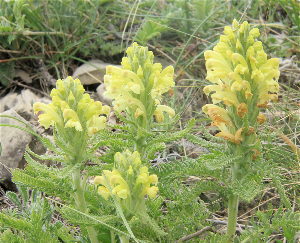 Изображение особи Pedicularis sibthorpii.