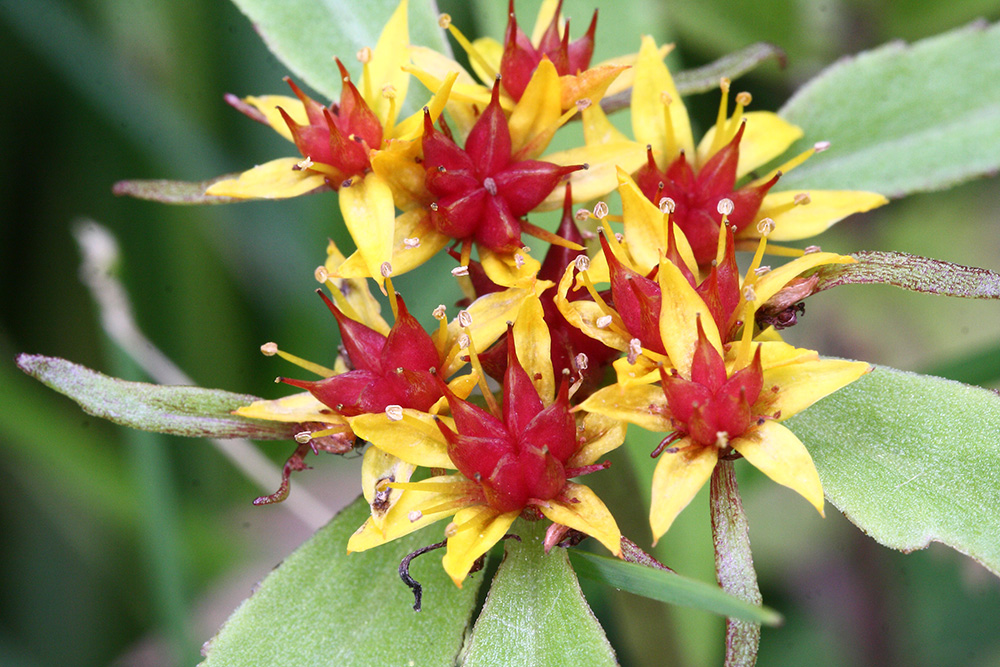 Image of Aizopsis rhodocarpa specimen.