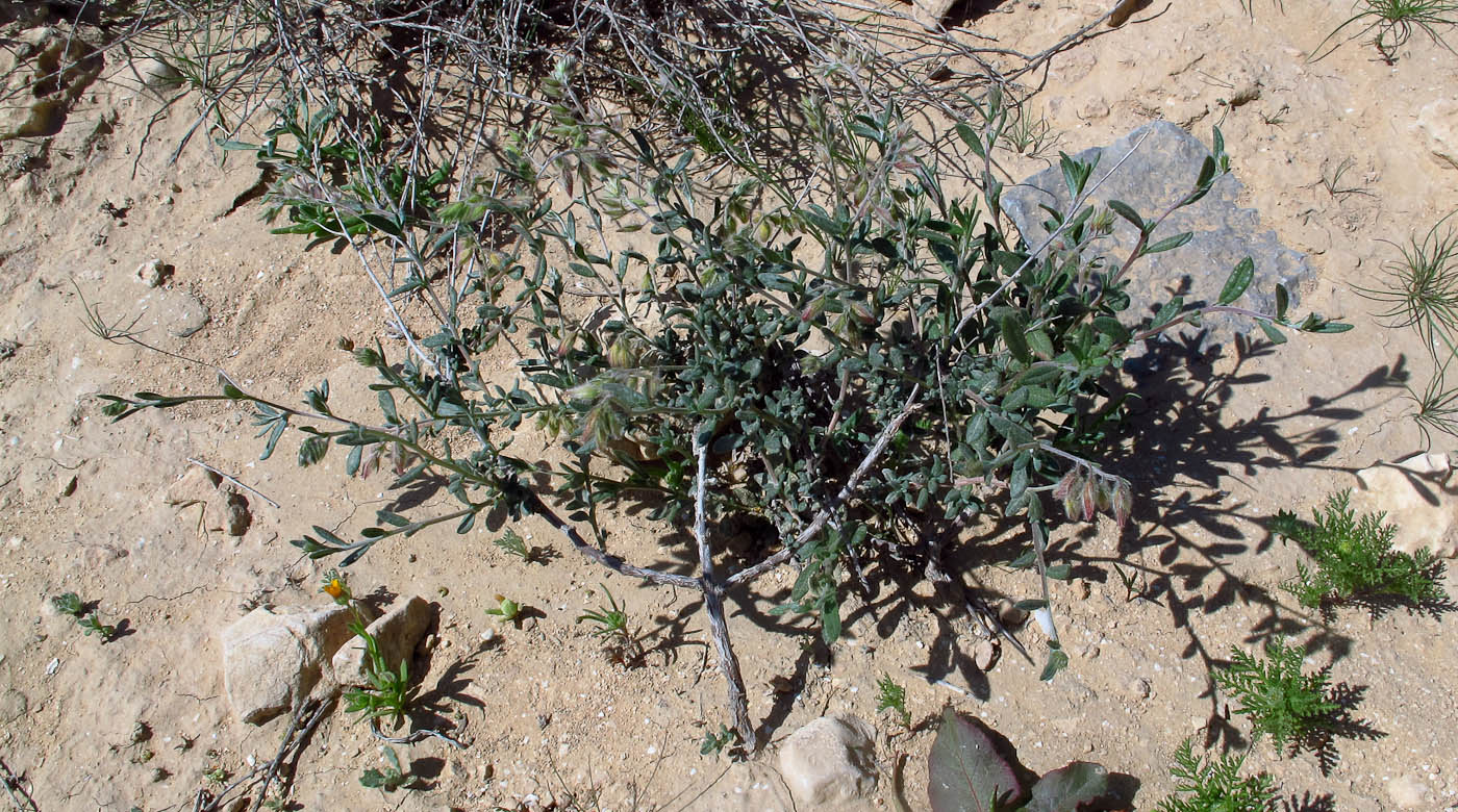 Image of Helianthemum kahiricum specimen.
