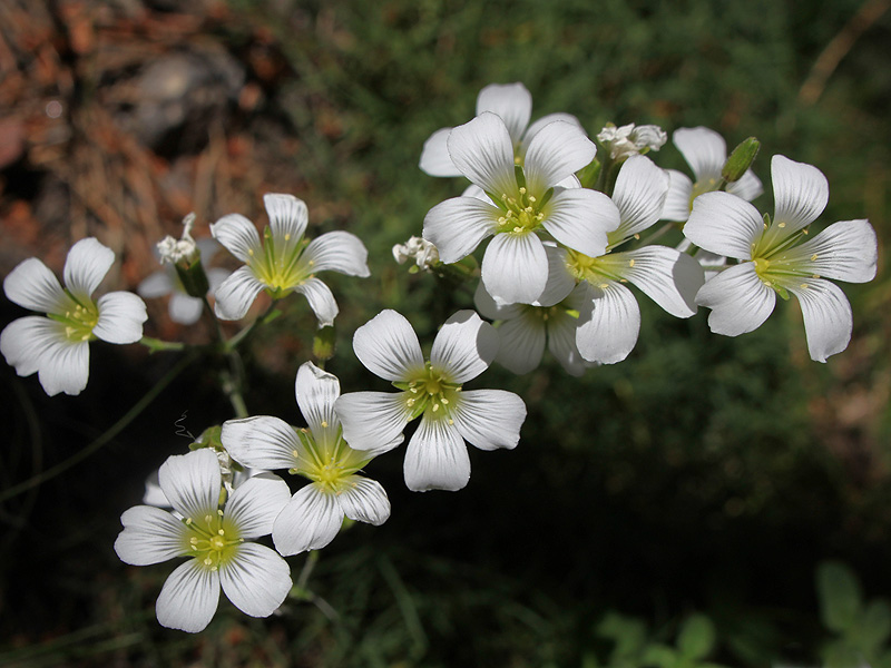 Image of Minuartia circassica specimen.
