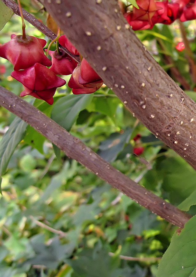 Изображение особи Euonymus maximowiczianus.