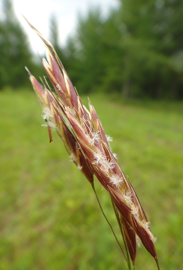 Изображение особи род Bromopsis.