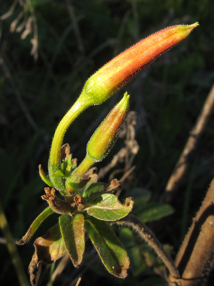 Image of Oenothera glazioviana specimen.