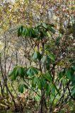 genus Rhododendron