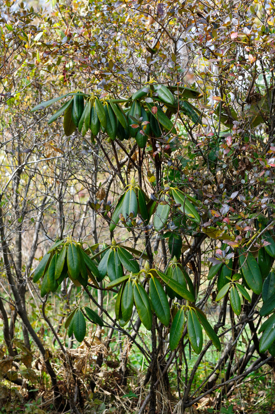 Изображение особи род Rhododendron.