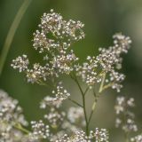 Lepidium latifolium. Верхушка соцветия. Краснодарский край, Приморско-Ахтарский район, Морозовский сельский округ, Ясенская коса. 02.06.2013.