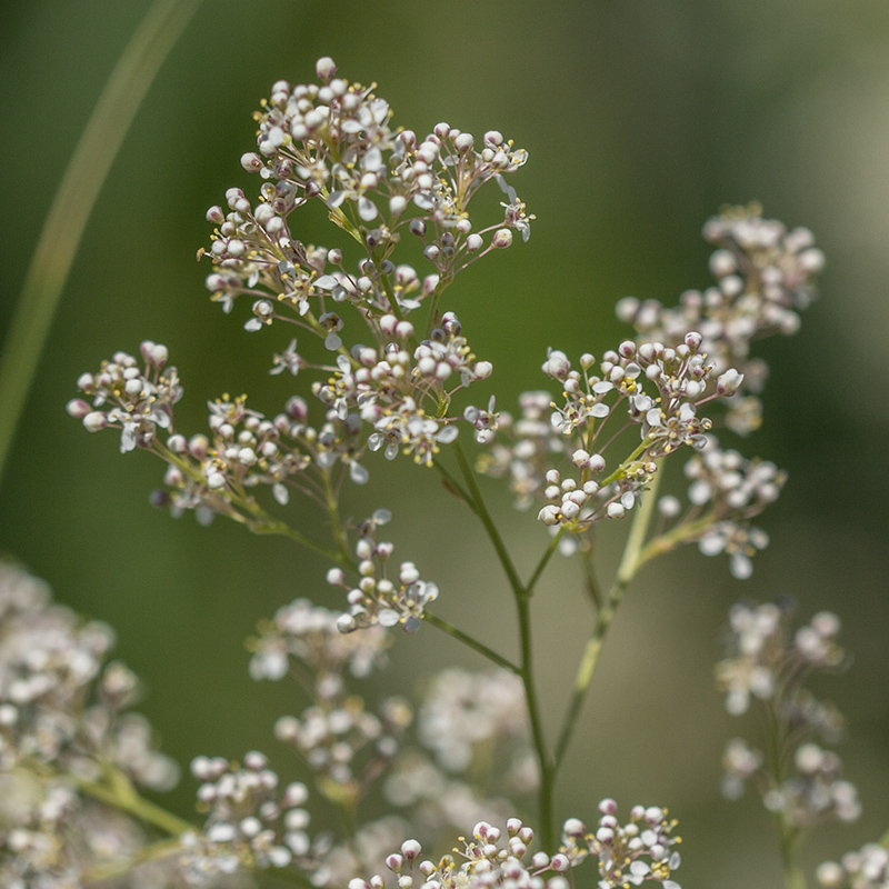 Изображение особи Lepidium latifolium.