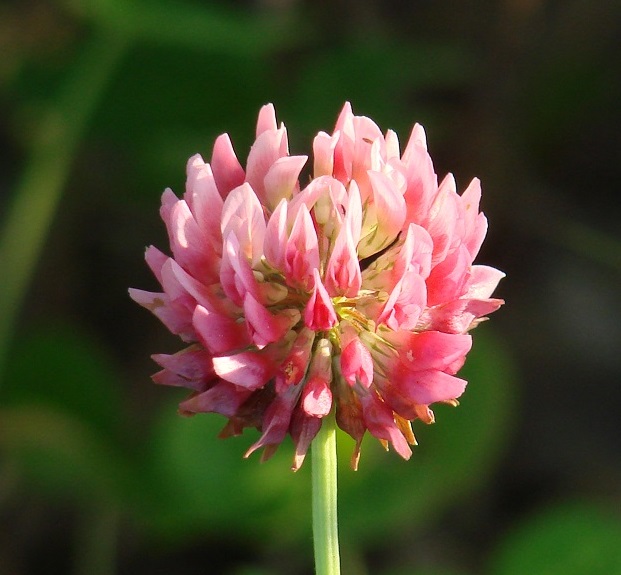 Изображение особи Trifolium hybridum.