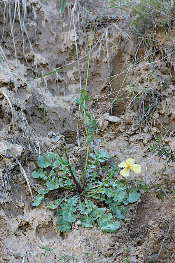 Image of Glaucium fimbrilligerum specimen.