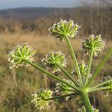 Image of taxon representative. Author is Татьяна Винокурова