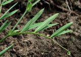 Lathyrus palustris