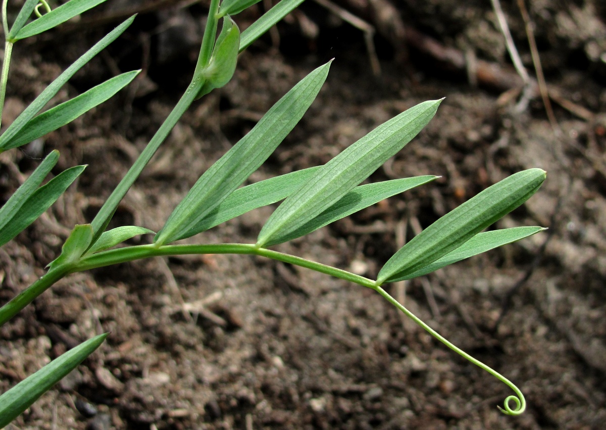 Изображение особи Lathyrus palustris.