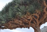 Dracaena cinnabari. Ветви отцветшего дерева. Сокотра, плато Хомхи. 29.12.2013.