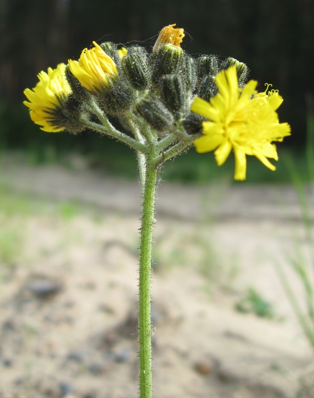 Изображение особи Pilosella vaillantii.