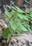 Forsskaolea viridis. Цветущее растение. Сокотра, плато Хомхи. 29.12.2013.