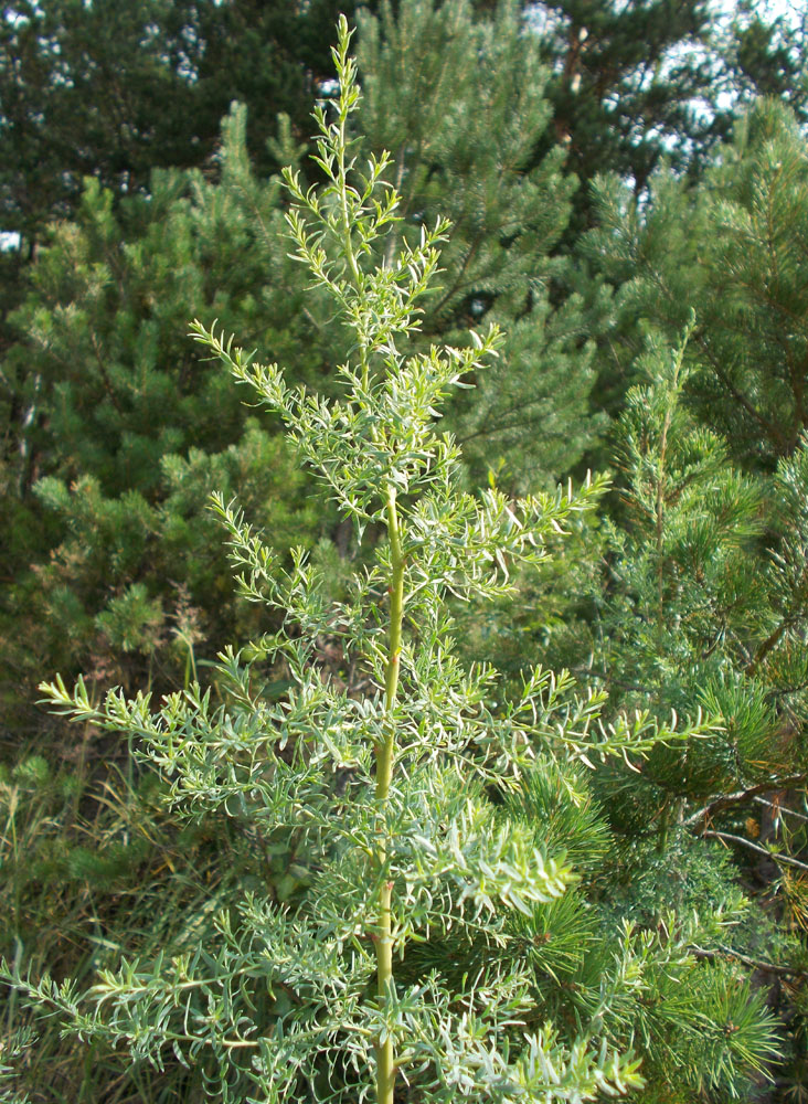 Image of Myricaria longifolia specimen.