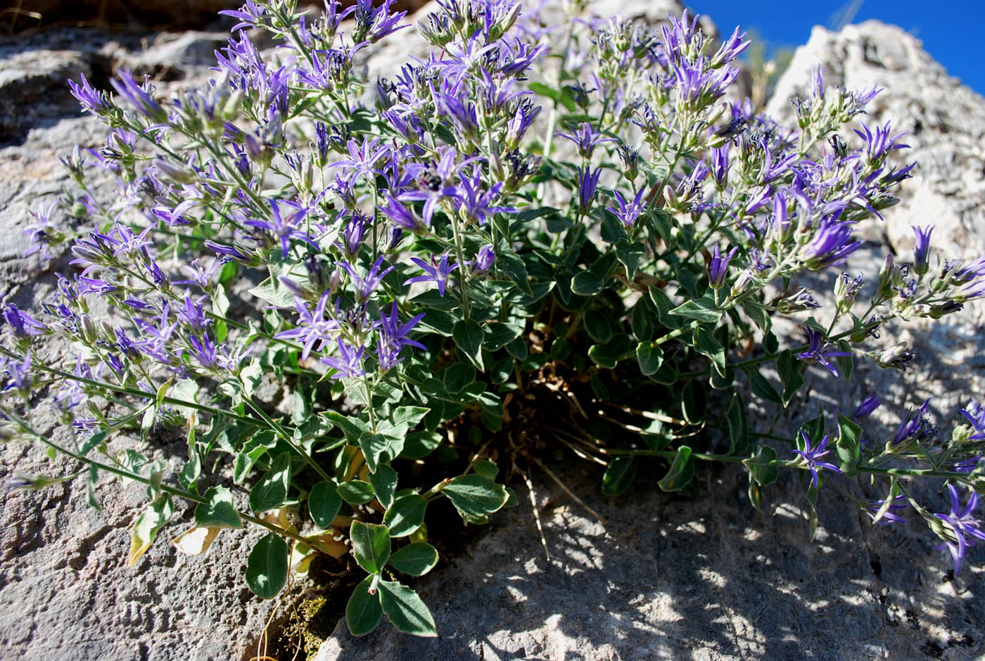 Image of Sergia regelii specimen.
