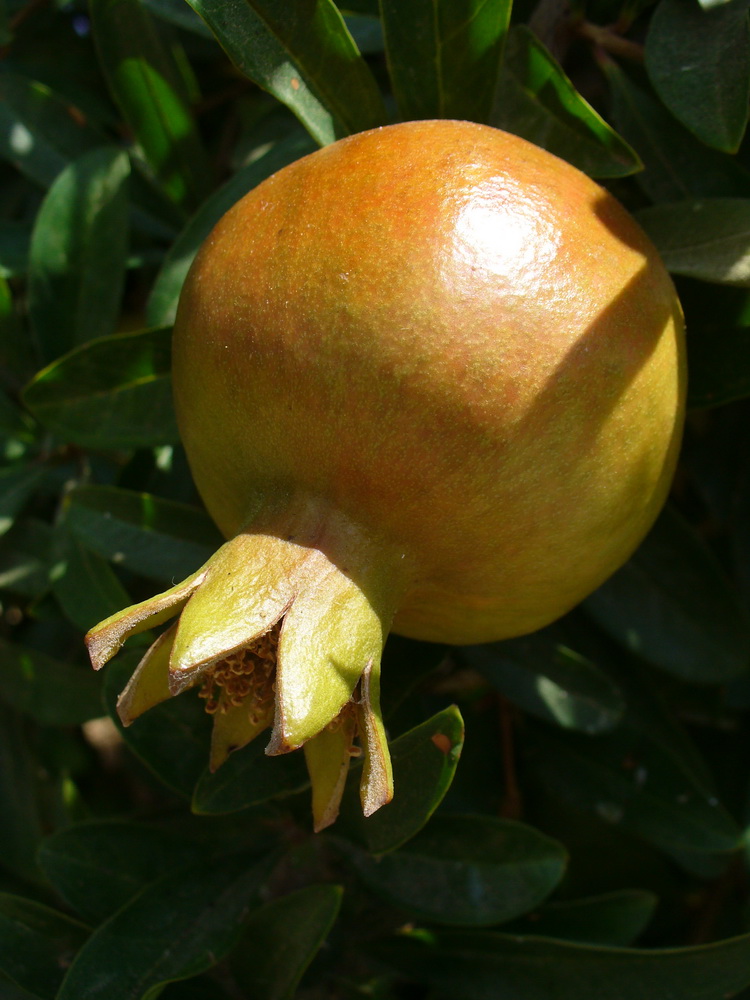 Image of Punica granatum specimen.