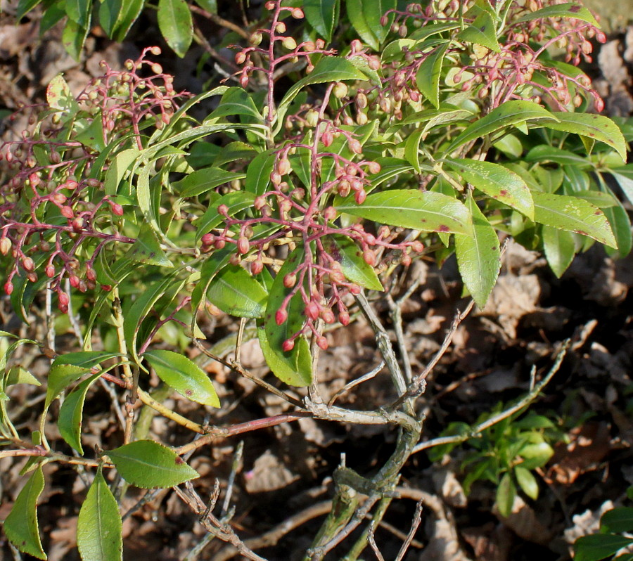 Image of Pieris formosa specimen.