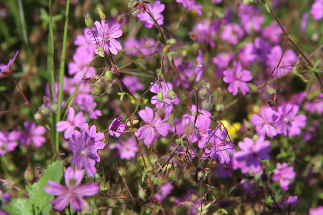 Image of Geranium pyrenaicum specimen.