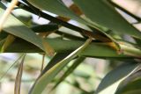 Arundo donax