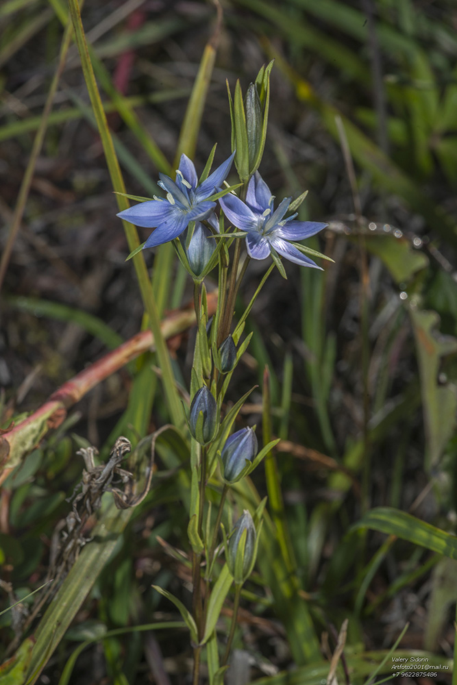 Image of Lomatogonium rotatum specimen.