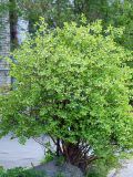 Lonicera caerulea