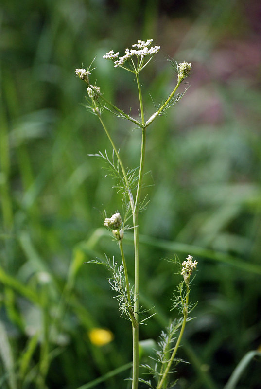 Image of Carum carvi specimen.