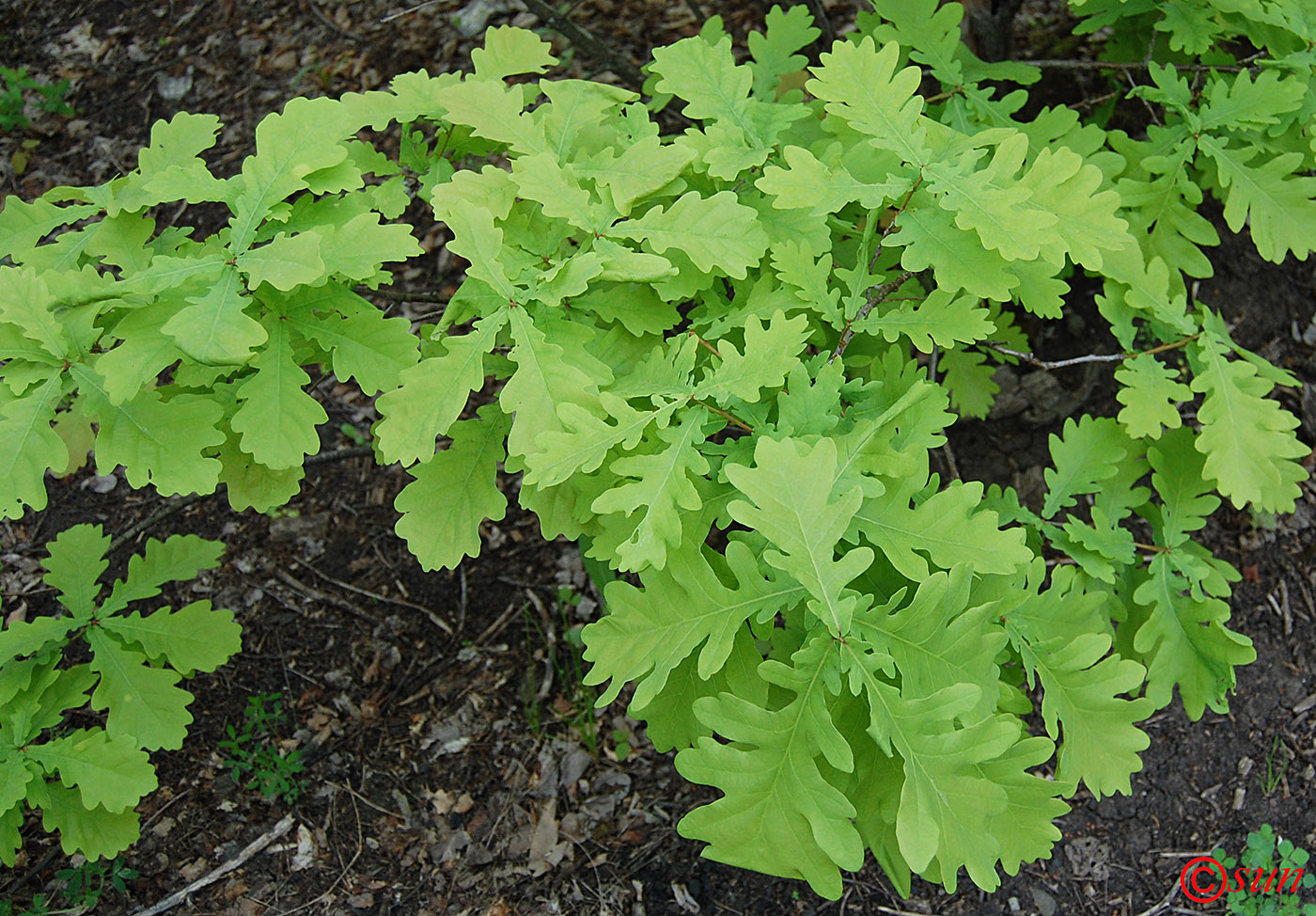 Image of Quercus robur specimen.