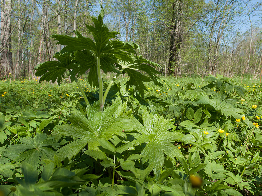 Image of Aconitum septentrionale specimen.