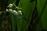 Convallaria majalis. Соцветие. Чувашия, окр. г. Шумерля, вырубка за Низким полем. 22.05.2014.