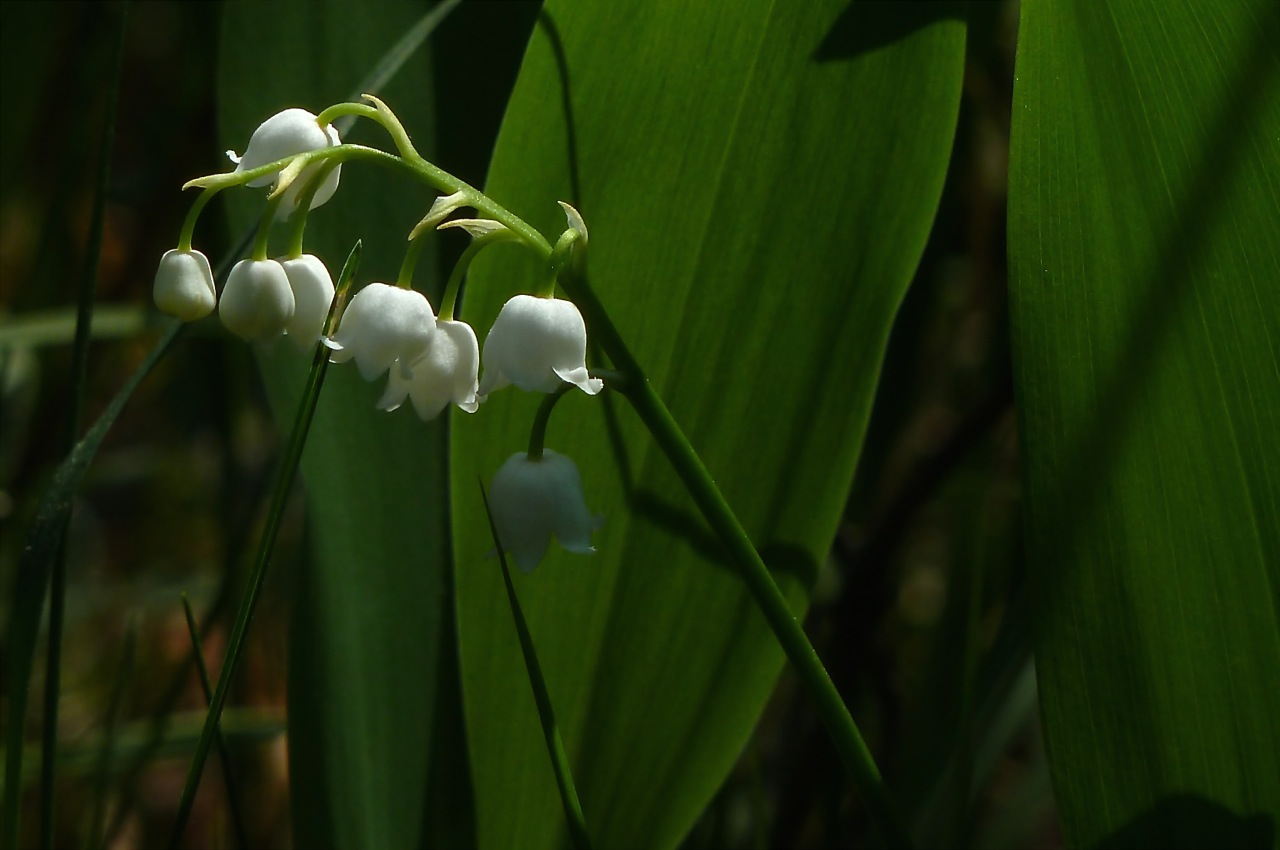 Изображение особи Convallaria majalis.