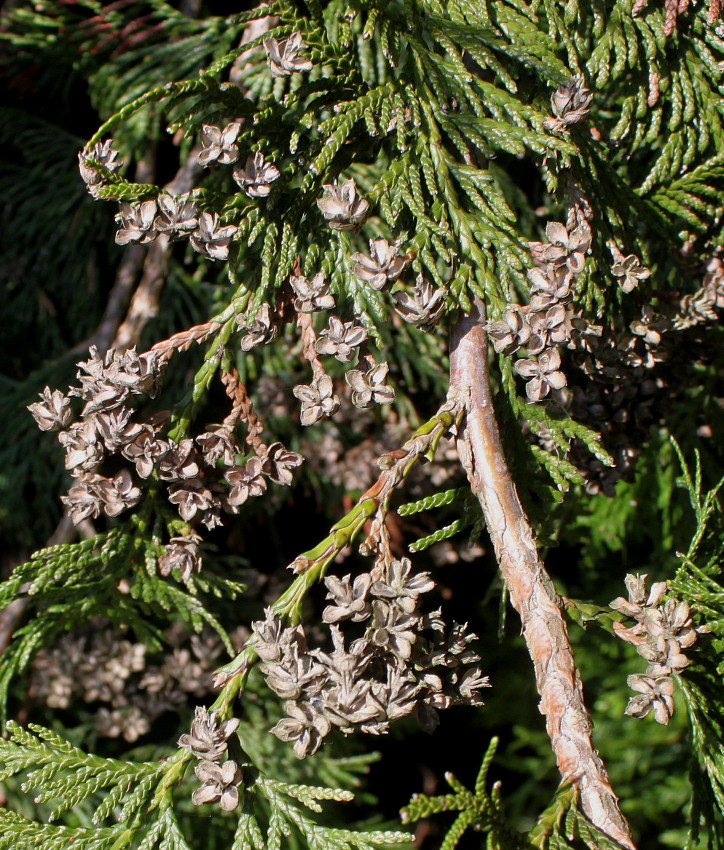 Image of Thuja occidentalis specimen.