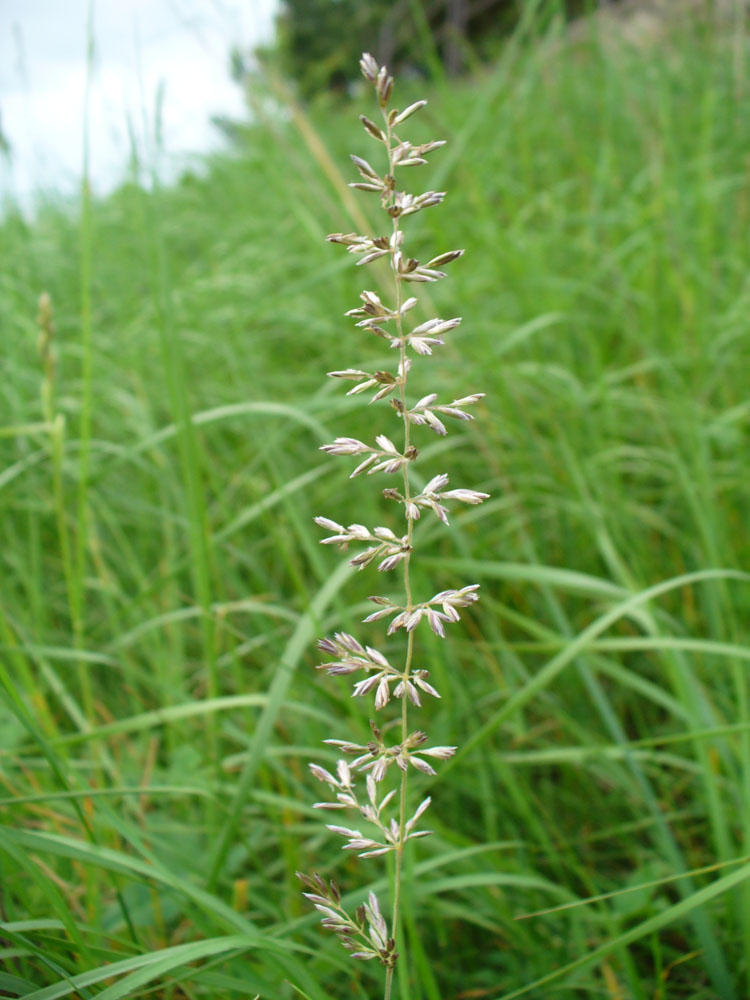 Изображение особи семейство Poaceae.