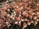 Sedum pallidum