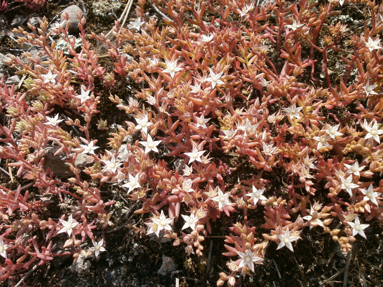 Image of Sedum pallidum specimen.