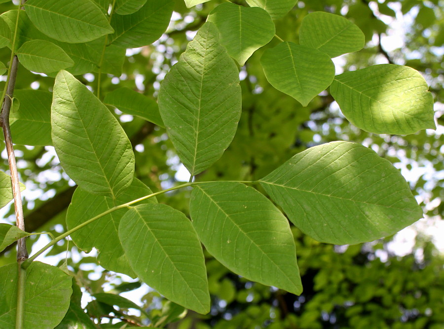 Image of Cladrastis kentukea specimen.
