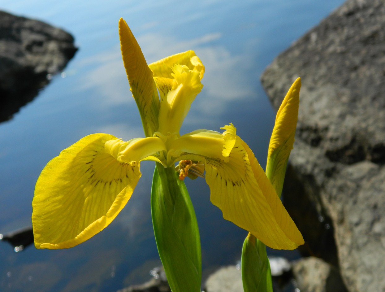 Изображение особи Iris pseudacorus.