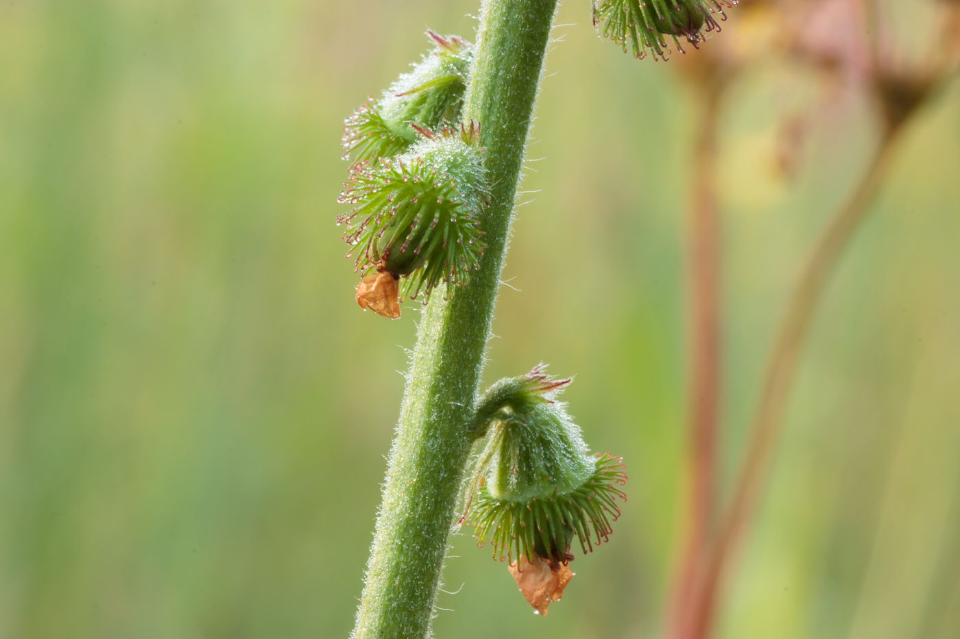 Image of Agrimonia asiatica specimen.