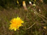 Crepis rhoeadifolia. Цветущее и отцветшее соцветия. Украина, Луганская обл., г. Кировск, у грунтовой дороги. 23.07.2014.