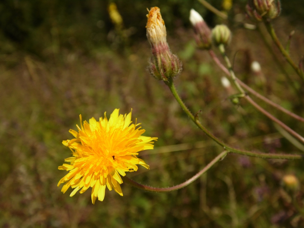 Изображение особи Crepis rhoeadifolia.